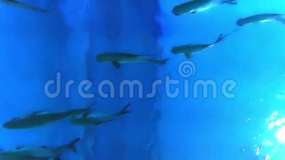 热带海鱼的浅滩在水面附近飞行和游泳光线闪烁下来从水下射击视频的预览图