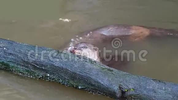 水獭在池塘的一根圆木附近打猎和吃鱼视频的预览图