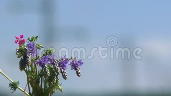 电源线背景上的花朵视频的预览图