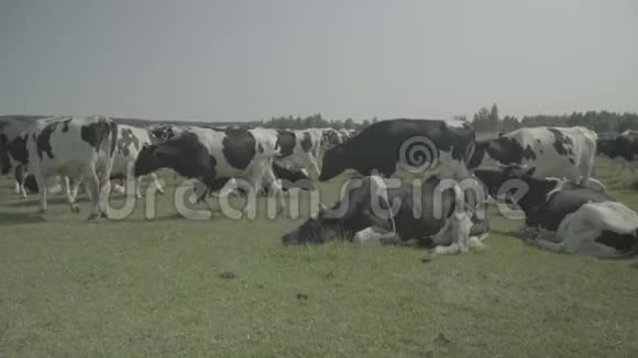 奶牛奶牛在农场的牧场里慢动作视频的预览图