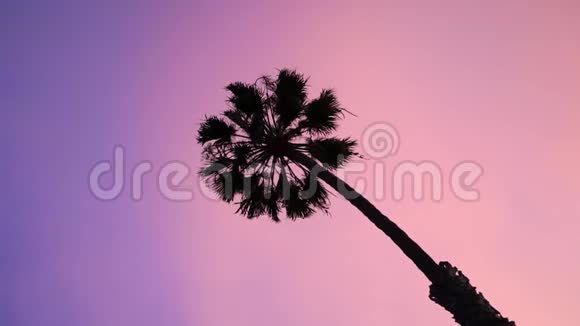 海滩上的棕榈树视频的预览图