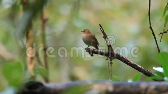 眉毛的丛林捕蝇器视频的预览图