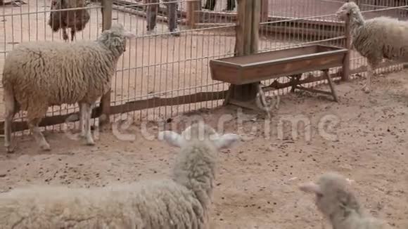 羊和羔羊行走种羊场视频的预览图