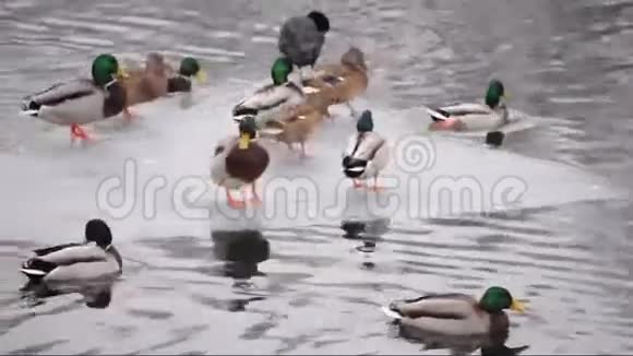在河上漂浮着蛰伏的鸭子视频的预览图