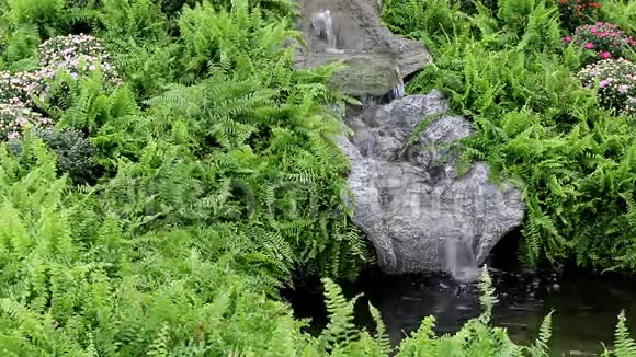 绿色植物中的花园瀑布视频的预览图