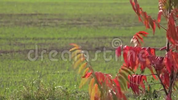 五彩缤纷的秋叶和农业冬季麦田改变焦点4K视频的预览图