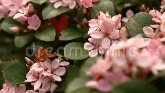 关闭蜜蜂收集花粉视频的预览图