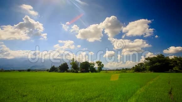 热带树木对蓝天的稻田景观视频的预览图