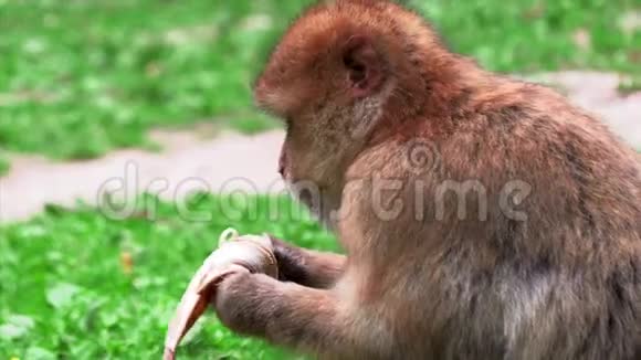成年野蛮猴子寻找营养视频的预览图
