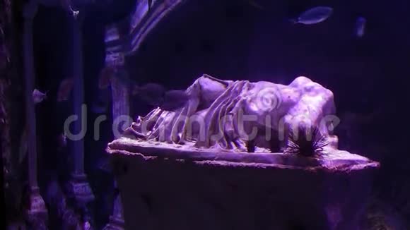 水族馆和附属雕像视频的预览图