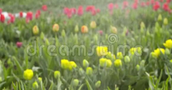 荷兰农业中的郁金香种植视频的预览图