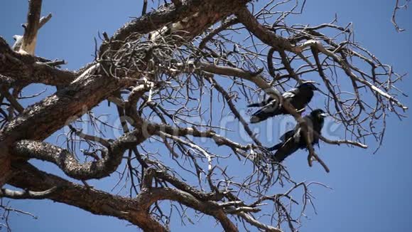布莱斯国家公园的两只乌鸦3只中的1只视频的预览图