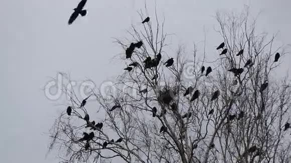 秋天的景象乌鸦在巢里飞来飞去的剪影视频的预览图