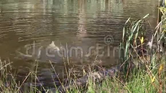 夏天鸭子在沼泽里游泳视频的预览图