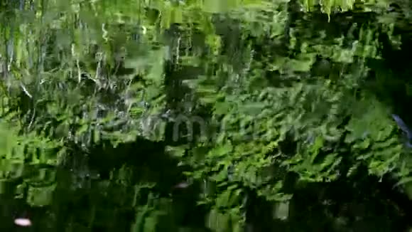 蕨叶倒映在水中视频的预览图