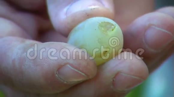 农夫压榨成熟的葡萄视频的预览图
