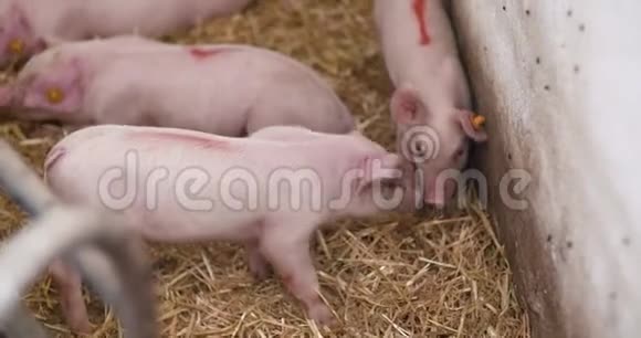 牲畜养猪场上的小猪视频的预览图