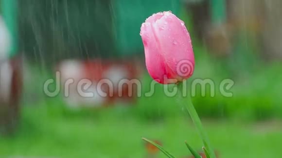 雨中的粉红郁金香花视频的预览图