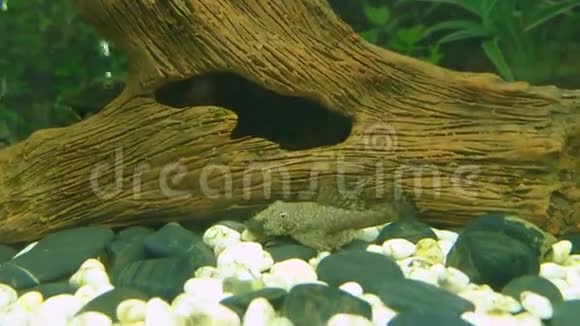 水族馆鱼布什茅斯鲶鱼祖先视频的预览图