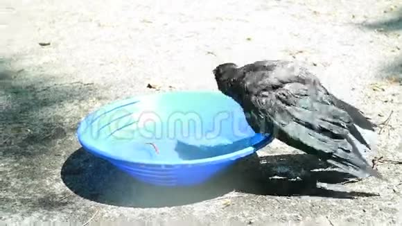 小黑乌鸦洗澡科维斯科隆视频的预览图