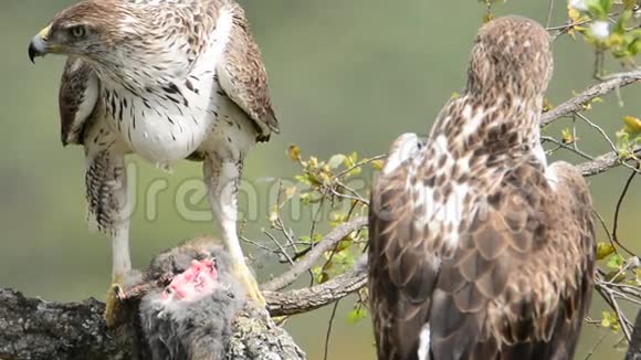 博内利的老鹰夫妇在树枝上吃兔子视频的预览图