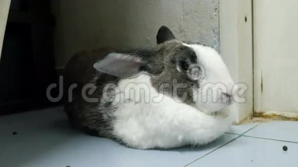 老兔子休息和鼻子的侧面肖像是小提琴4k镜头视频的预览图