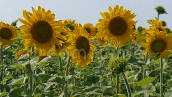 阳光明媚的一天向日葵在微风中摇曳视频的预览图