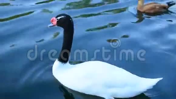 黑颈天鹅在池塘里游泳视频的预览图