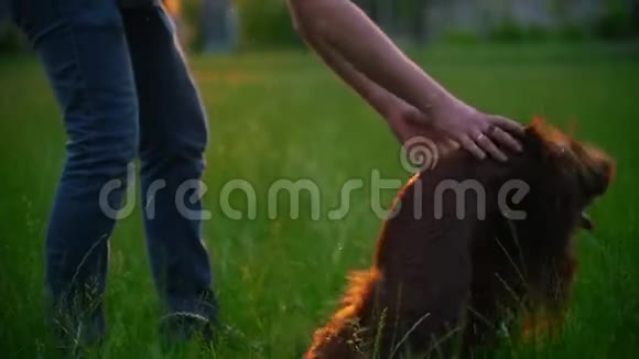日落时分一个年轻人在草地上和他的爱尔兰猎犬玩耍视频的预览图