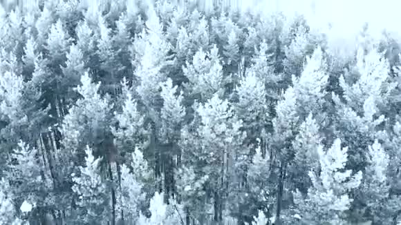 冬季雪林航拍令人叹为观止的自然景观冰冻的森林和黑暗的田野道路与雪视频的预览图