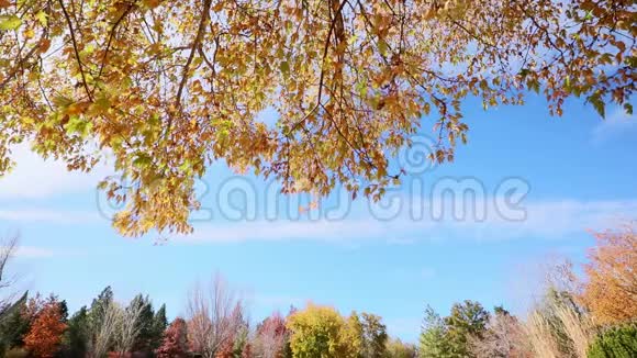 秋天多种颜色的树叶在晴朗的天空上视频的预览图