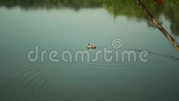一只小鸭子漂浮在大湖上视频的预览图