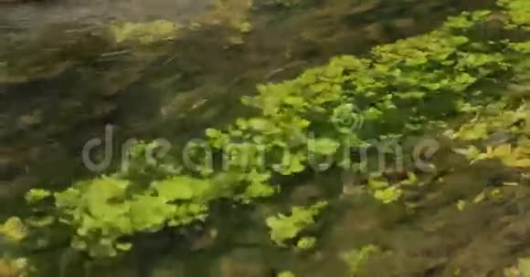 河流中的绿色藻类和水生植物视频的预览图
