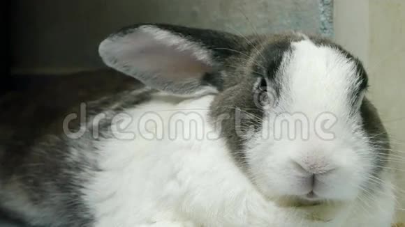 特写老兔子休息和鼻子的肖像4k镜头视频的预览图