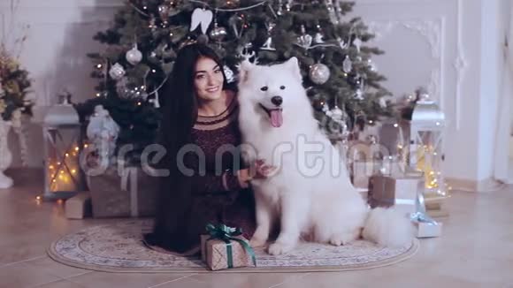 美丽的女孩在圣诞树附近和萨莫伊德狗玩耍和玩耍视频的预览图