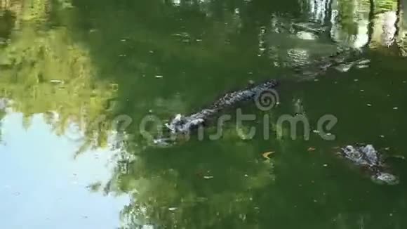 两条大鳄鱼在池塘里游泳视频的预览图