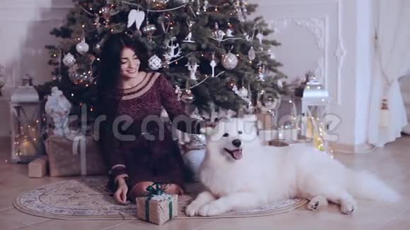 美丽的女孩在圣诞树附近和萨莫伊德狗玩耍和玩耍视频的预览图