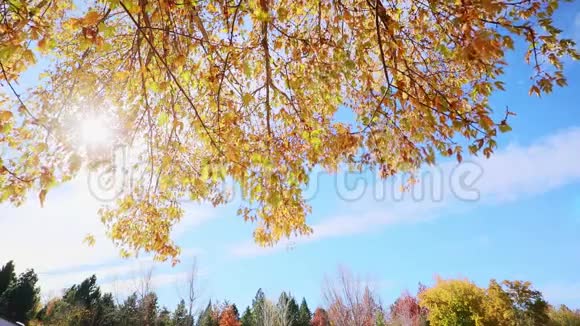 秋天多种颜色的树叶在晴朗的天空上视频的预览图