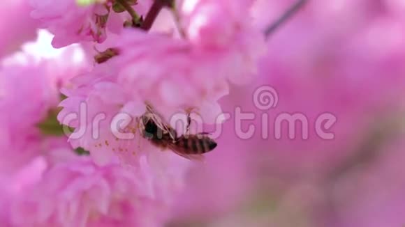 春暖花开的杏树蜜蜂授粉快关门慢动作视频的预览图