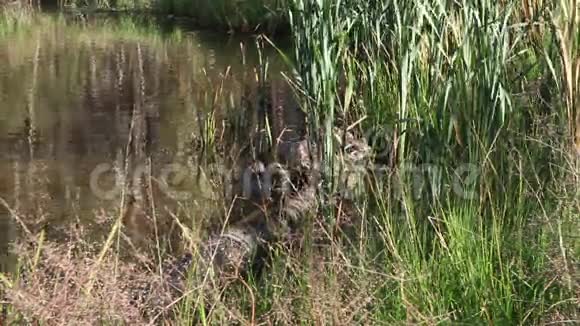 夏天鸭子在沼泽里游泳视频的预览图