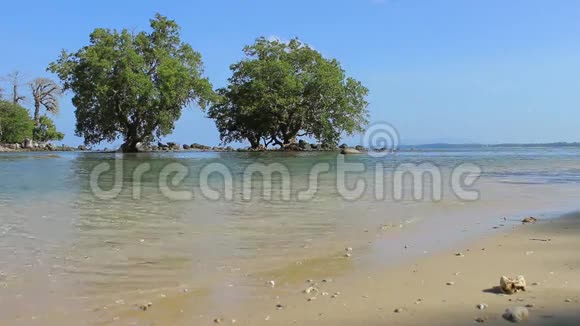 低潮地区的红树林东南亚视频的预览图