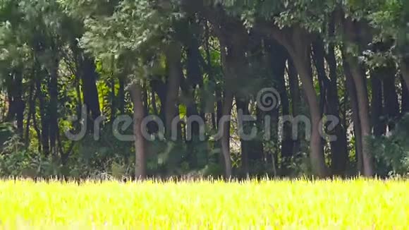 亚洲金稻稻田在风中等待收获在树的背景下视频的预览图