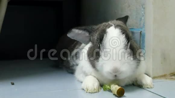 老兔子一边吃青菜一边休息4k镜头的画像视频的预览图