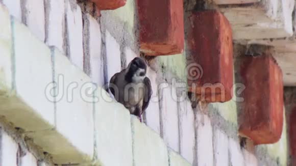 一只燕子坐在砖楼上视频的预览图