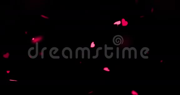 红艳艳的心在黑色背景上飞舞爱情与情人节关系视频的预览图