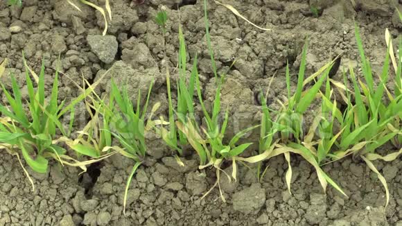 非常干旱的旱地用小麦小麦种植土壤干裂气候变化环境视频的预览图