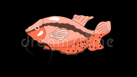 大红色水族馆鱼水阿尔法冰铜圈视频的预览图