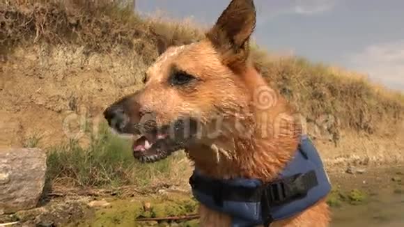快乐狗游泳后救生衣在海滩悬崖海岸线视频的预览图