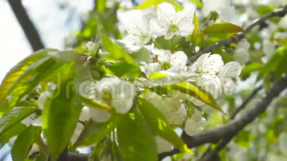 春天阳光明媚的下午开着花的樱桃视频的预览图