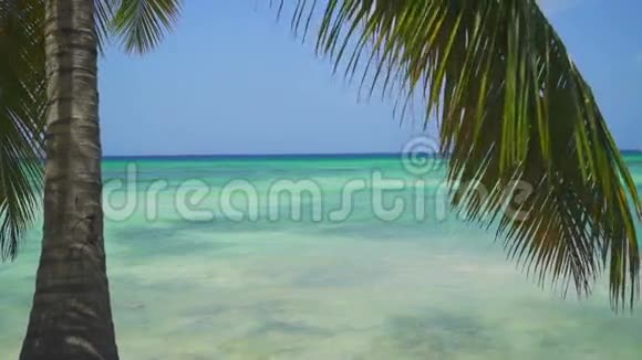 从棕榈树的叶子可以看到不可思议的海洋景观视频的预览图